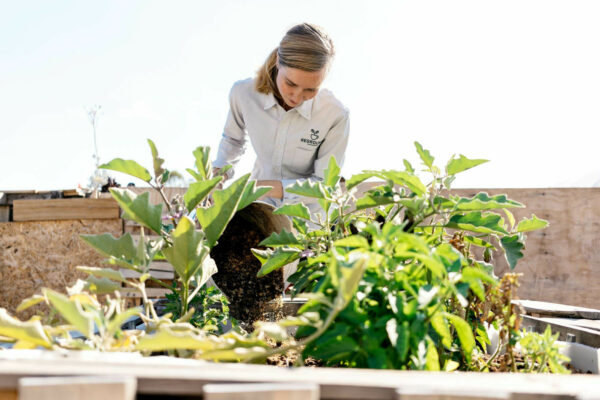 Reground Gardening 2